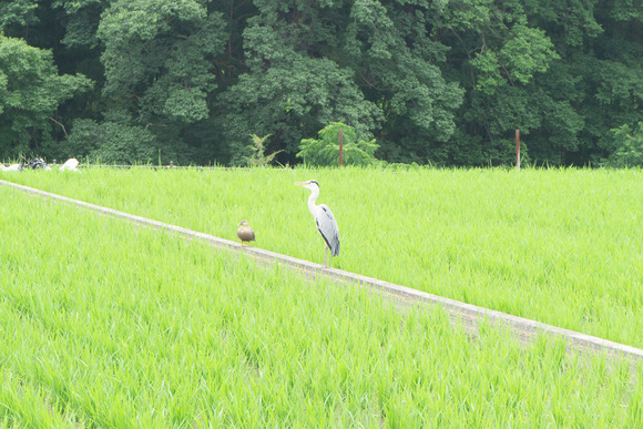 私市のサギ 202406263