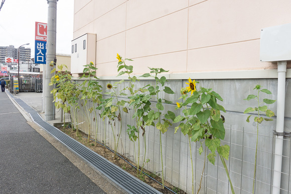 関西スーパー 倉治店 20250813-9