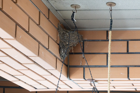 松塚のツバメ 202405246