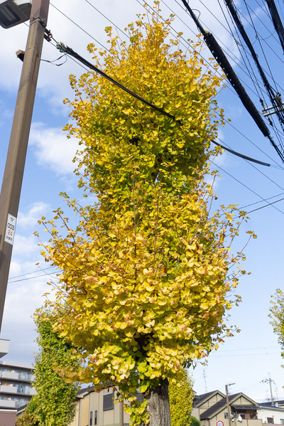 私部のイチョウ 20241127-8