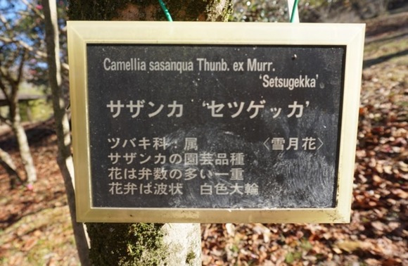 大阪公立大学附属植物園 20250118-7