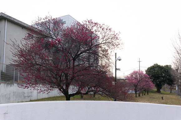 交野女子学院の梅 20250227-18