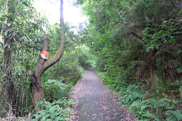 ほしだ園地 ハイキング 2024061636