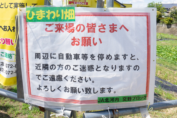 天野が原町の向日葵畑 20240912-4