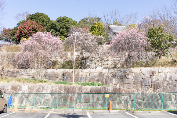 星田公園の梅 20250310-1