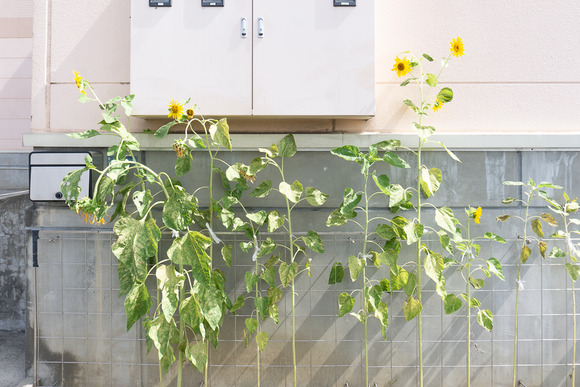 関西スーパー倉治店 20240924-9