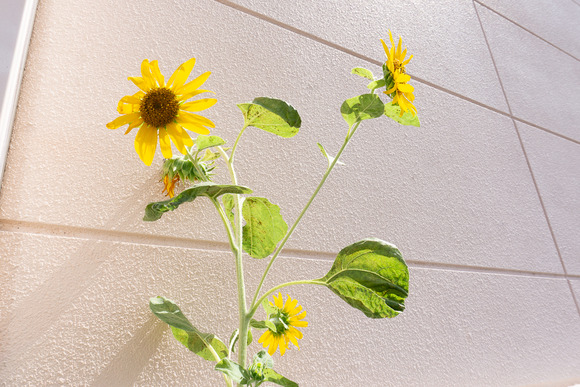 関西スーパー倉治店 20240924-4