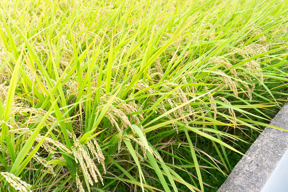 私市の田んぼ 20240930-11