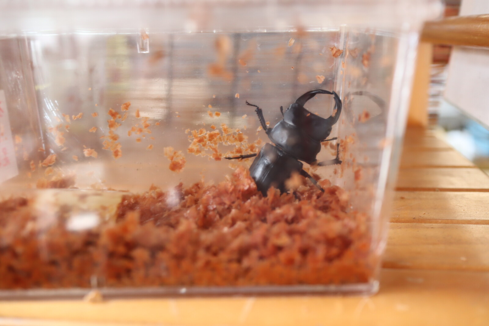 カブトムシ クワガタムシ 売ってる 神宮寺田中農園 レジェンド のカブトムシお兄さんに話を聞いた 交野タイムズ