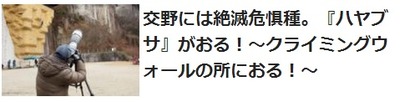 ハヤブサ関連記事