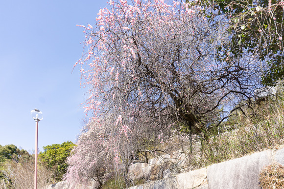 星田公園の梅 20250310-9