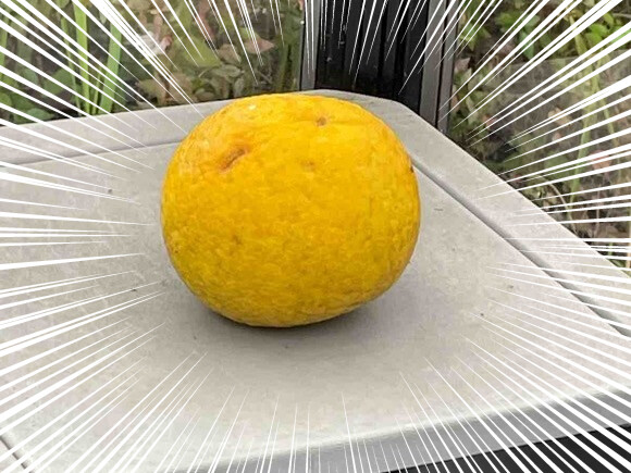 image (2)