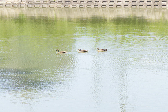 倉治の外池 202405143