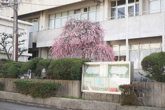 交野市役所 20260223-3