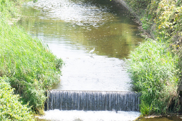 天野川のシラサギ 20240828-7
