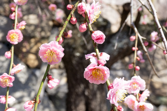 星田公園の梅 20250310-17