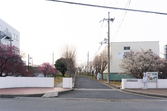 交野女子学院の梅 20250227-13