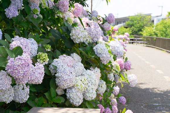 私部南の紫陽花 202406113