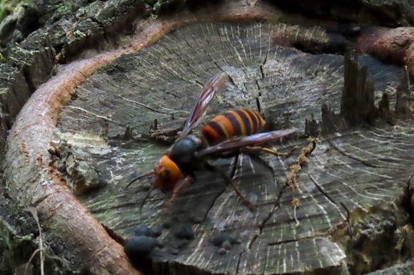 LINE_ALBUM_220616_41