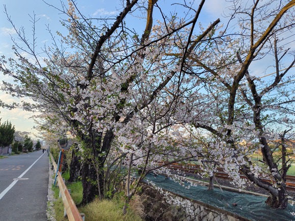 郡津駅前の桜 20260405-2