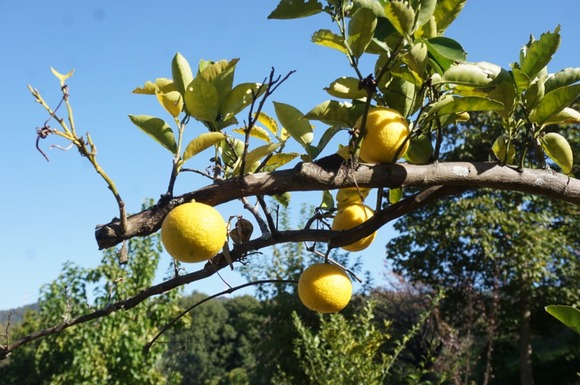大阪公立大学附属植物園にカボスの実がなってた！