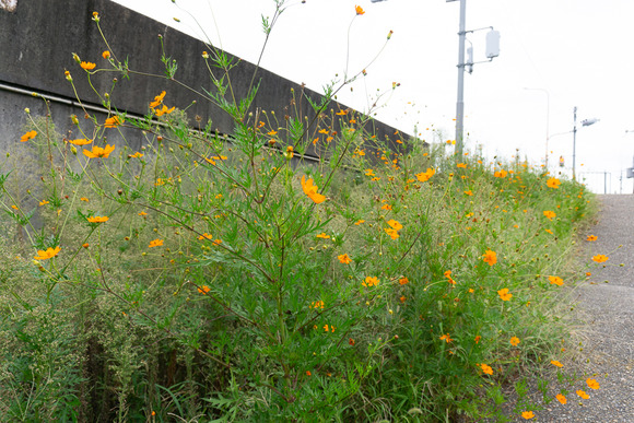 交野高校前のコスモス 20240927-11