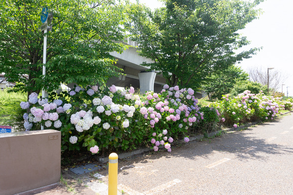 私部南の紫陽花 202406111