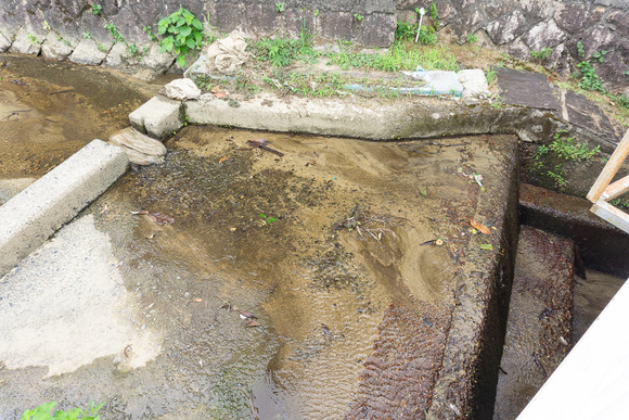 寺の水路 20240819-9