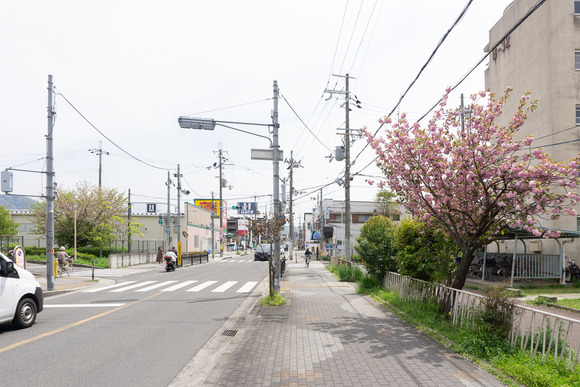 梅が枝の八重桜 202404155