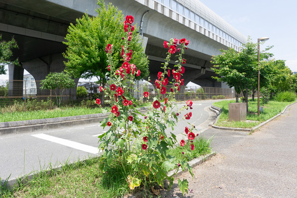 タチアオイ 202406111