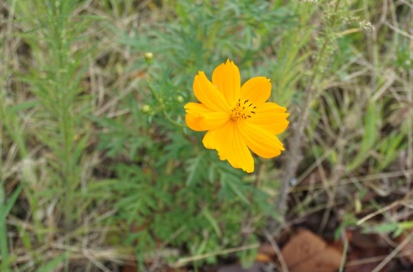 交野高校前のキバナコスモス-2