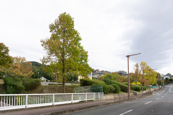 リニアパーク 紅葉 20241110-6