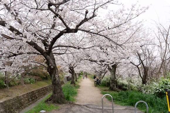 傍示川の桜 20250405-16