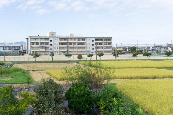 四中裏の田んぼ 20241005-4