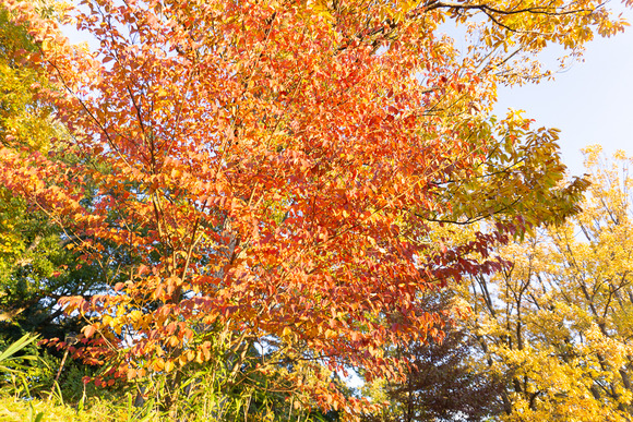 星田公園 20241130-9