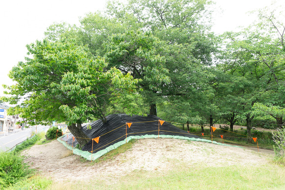 星の森ちびっこ広場 202406244