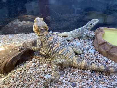 E006F70A-FDDB-4CA8-ADC4-3E713CDD8CCB_1_105_c