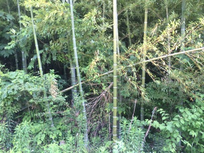 photo7
