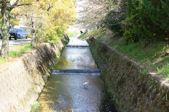 幾野のシラサギ 202404101