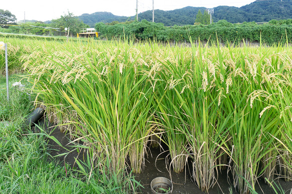 向井田の田んぼ 20240916-5
