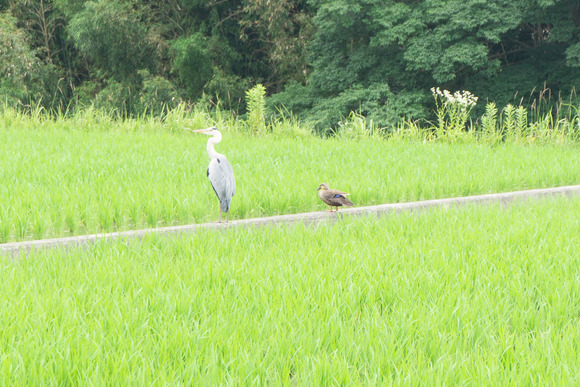 私市のサギ 202406261