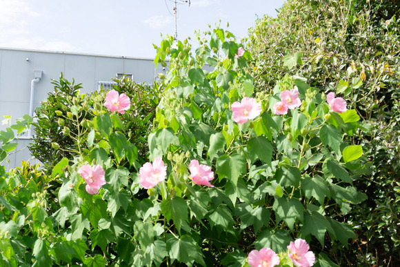 藤が尾の花 20240919-5