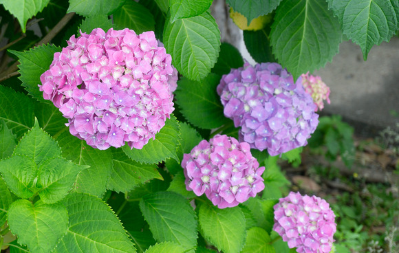 交野市役所 紫陽花 202406052