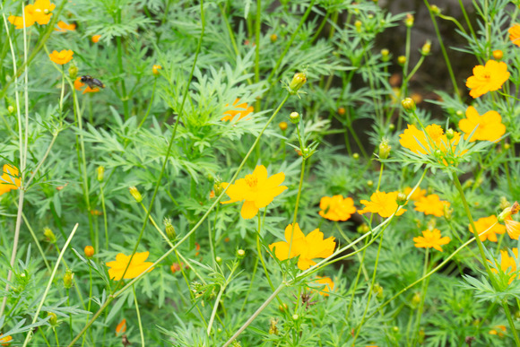 キバナコスモス 20240902-7