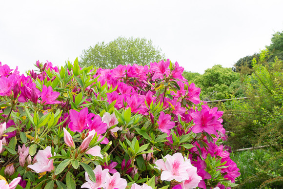 倉治公園 ツツジ 202404245