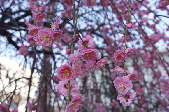 交野市役所 20260223-4