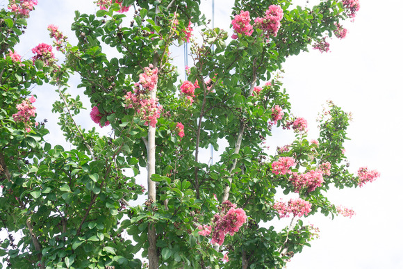 サルスベリ 20240812-6