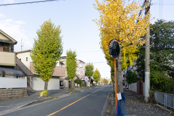私部のイチョウ 20241127-9