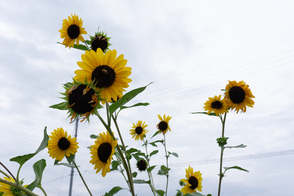 星田6丁目の向日葵 20240929-6