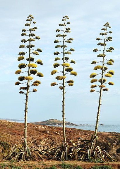 427px-Agave_July_2011-1